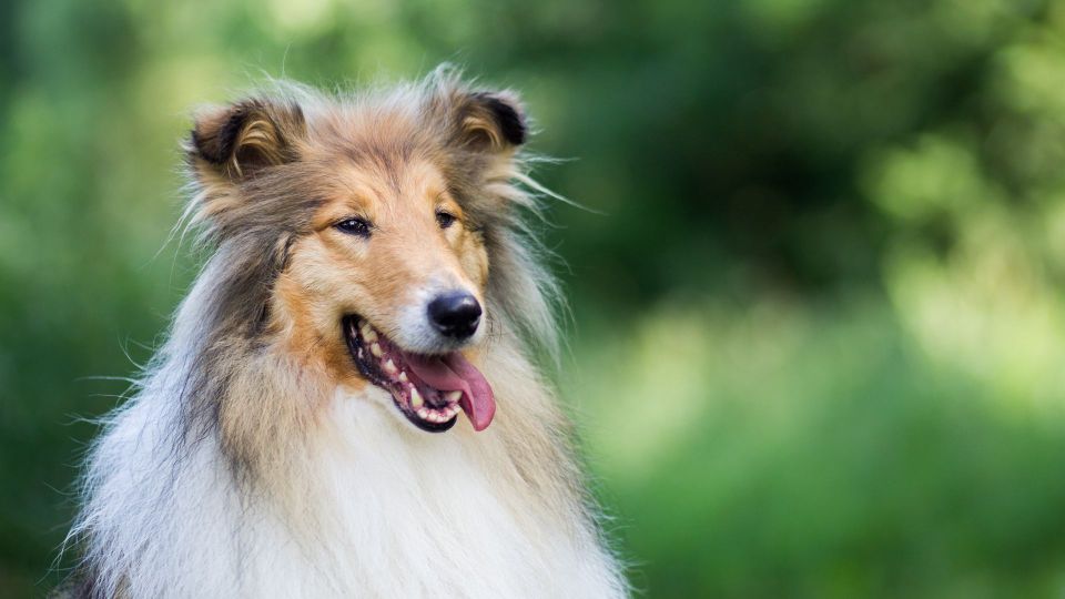 Collie (Rough)